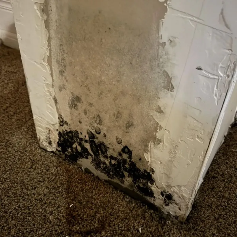 Professional Mold Removal in Wellington, UT